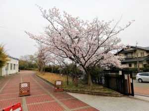 桂坂小学校の校門の桜